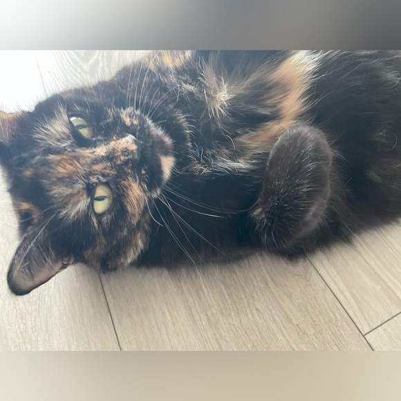 Everything listed after this post is sold! - Picture 8 of 11